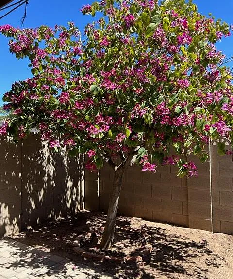 1418 E El Parque Dr — Photo 18