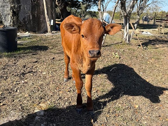 5th image of 718 Windmill Ridge LOT 43