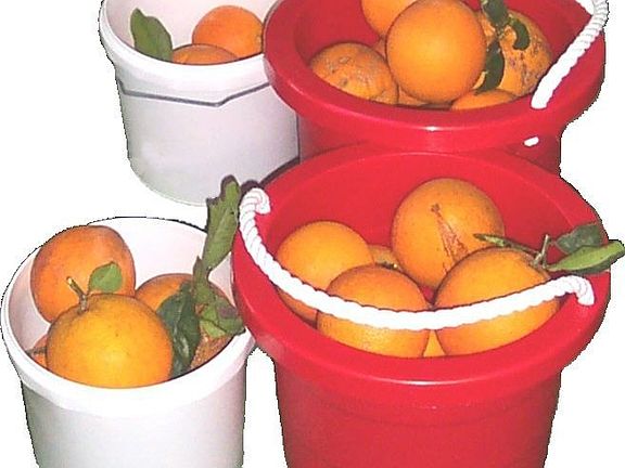 Oranges from the backyard tree