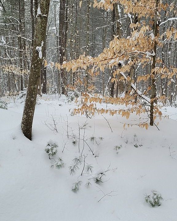1st image of LOT Pine Wood Dr #C