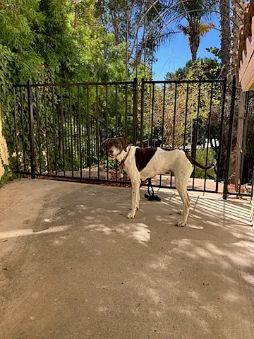 5375 Caminito Providencia — Photo 12