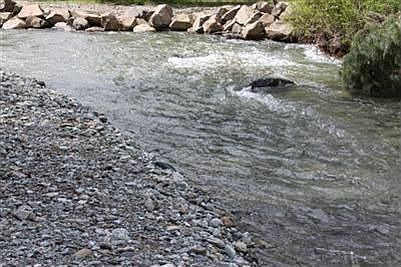 Stream/Creek at back of property. Land, Fencing, Trees and more. This property already has Water, ir