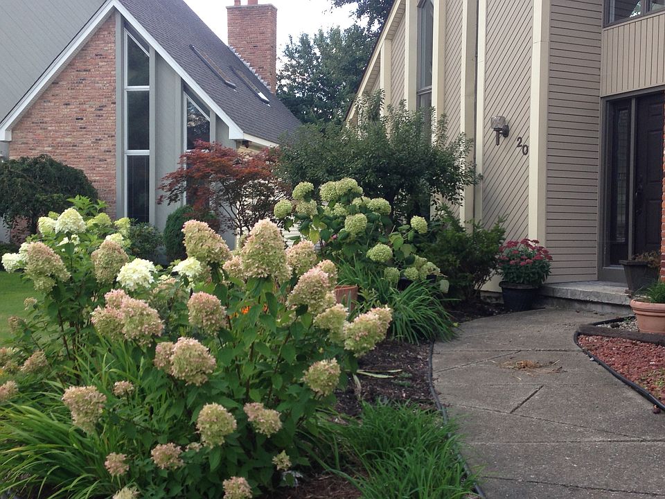 Hydrangias in the Front yard