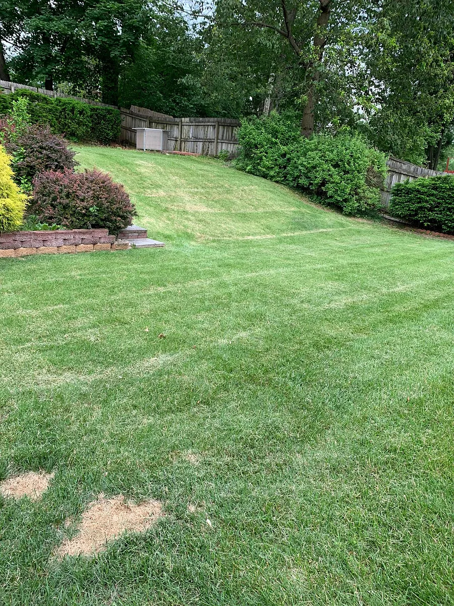 backyard - 31 Meadow Rd