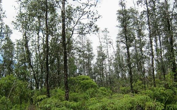 3rd image of Road 9 Koloa Maoli Lot 5561