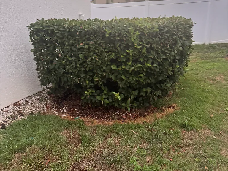 Bushes covering A/C