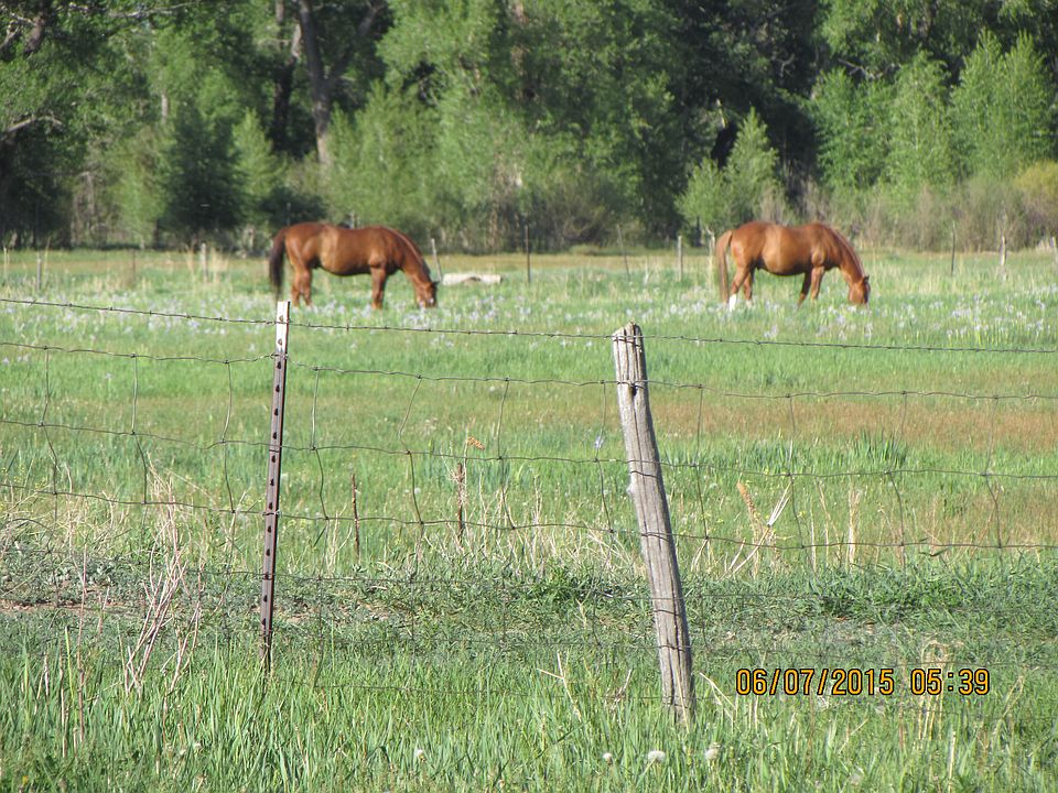 horses grazing in the field