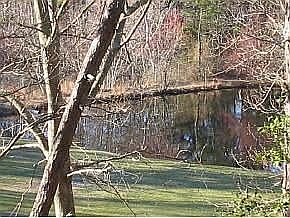 Pond
