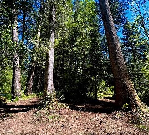 3rd image of McKenzie Hwy