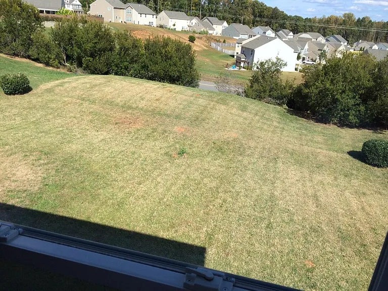 back yard