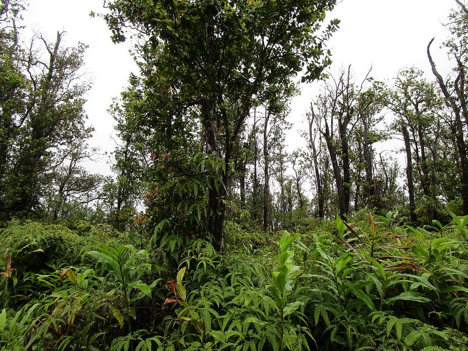 2nd image of Makoa Rd Lot 38
