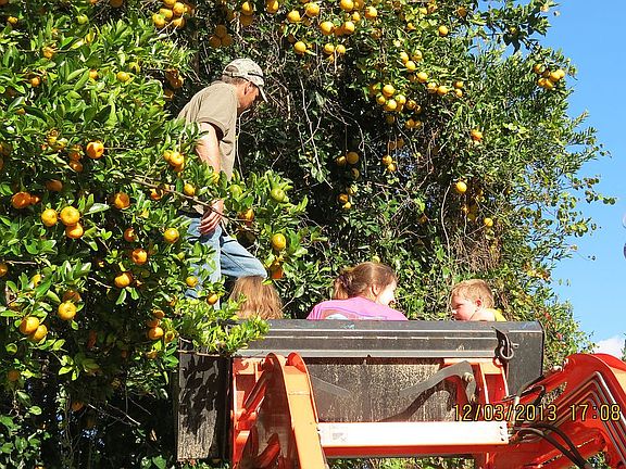 Picking Oranges and Tangerine