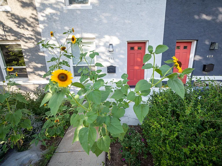 Giant sunflowers out front