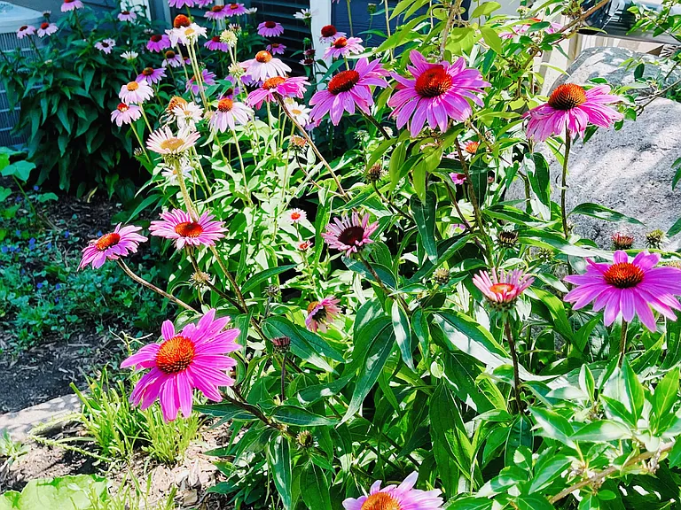 Magnus Coneflower Really Enjoys the Full Sun right outside of the Basement window. This flowerbed is underneath the deck.