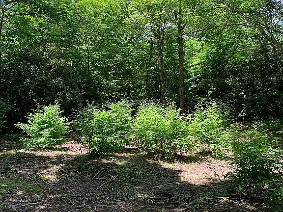 4th image of Eagles Nest Ln