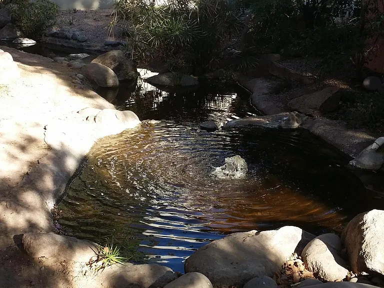 Community stream with ducks