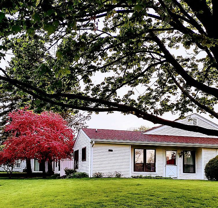 Crab-apple tree in spring.