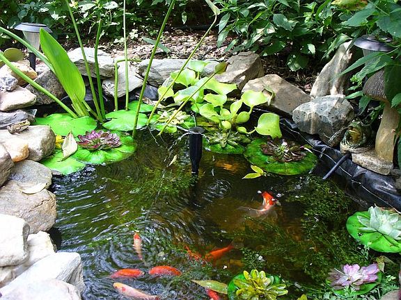 Pond