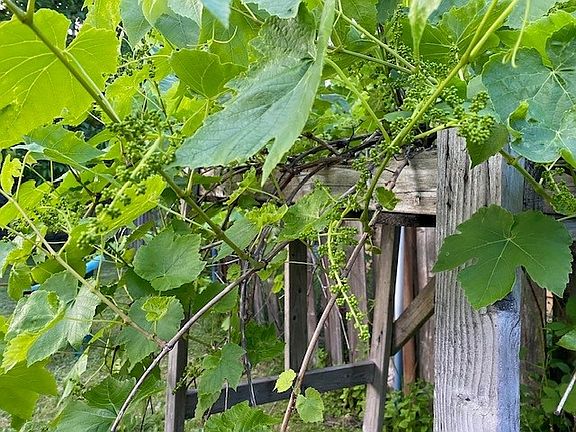 Most delicious grape