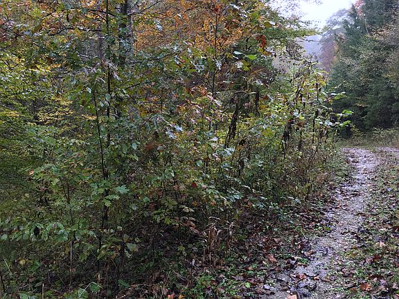 Driveway through property