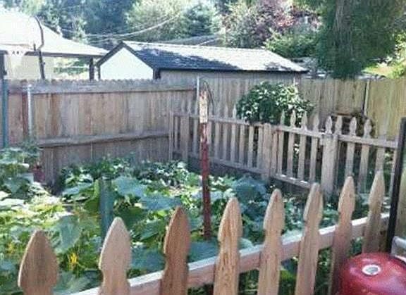Backyard 4