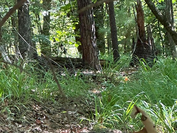 3rd image of 26 Turkey Roost