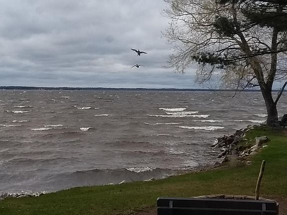 Loons at dusk on the peninsula