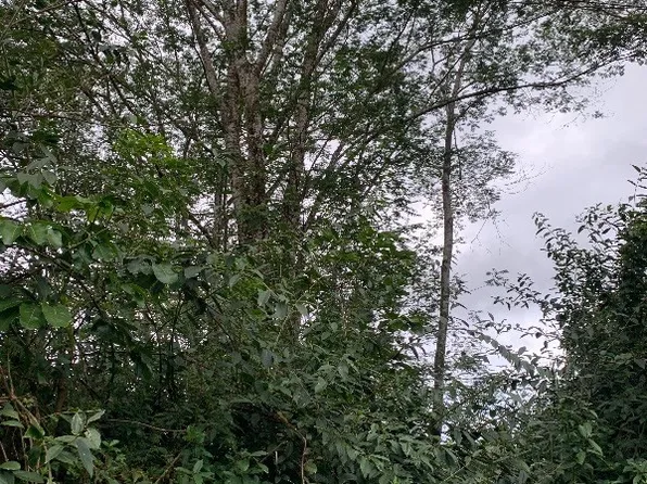 Driftwood Ln, Pahoa, HI 96778