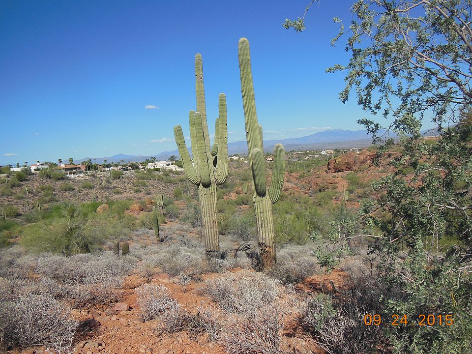 Two Saguaros on Lot