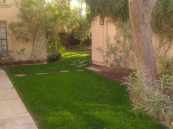 Grassy lawn, elm trees