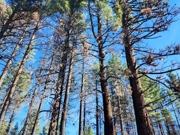 45 Lava Cap, Markleeville, CA 96120