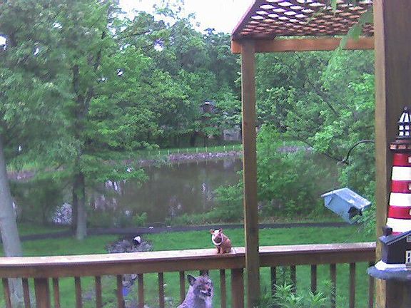 Pond from rear second level