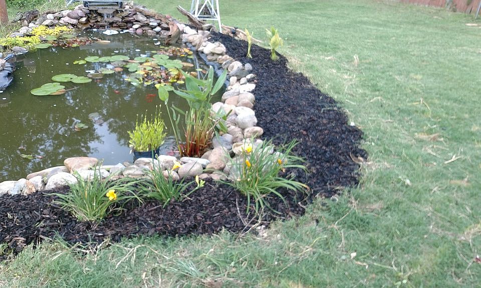 large koi pond with koi