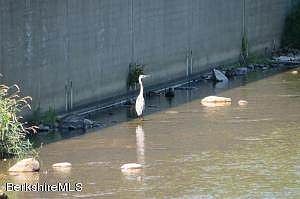 Heron in River