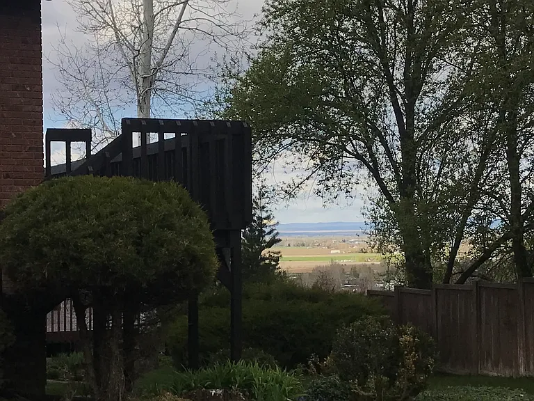back yard