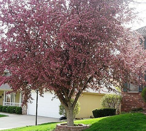 2nd image of 2416 N 145th St