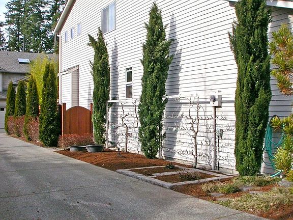 Espaliered pear & apple trees