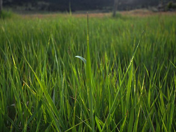 Grass Meadows
