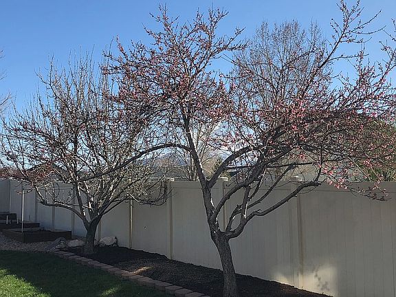 High yield fruit trees