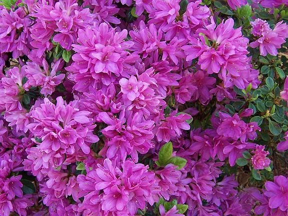 growing plants, well maintained