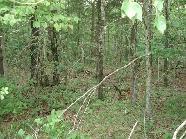 2nd image of 0 Bum Hillis Rd