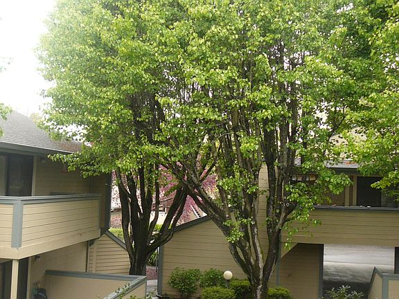 Tree lined courtyard outside this unit