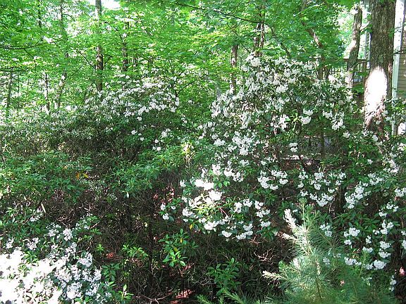 Springtime at Sussurando