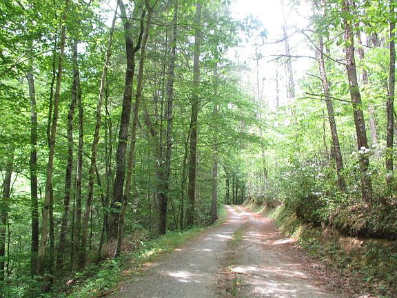 Wooded drive into property 