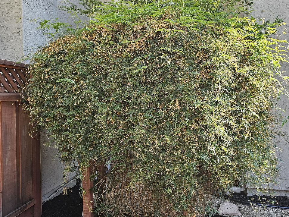 Beautiful Jasmine bush