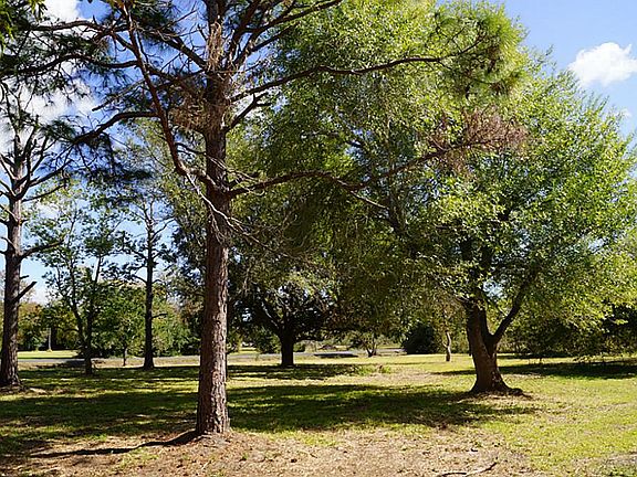 Beautiful mature trees