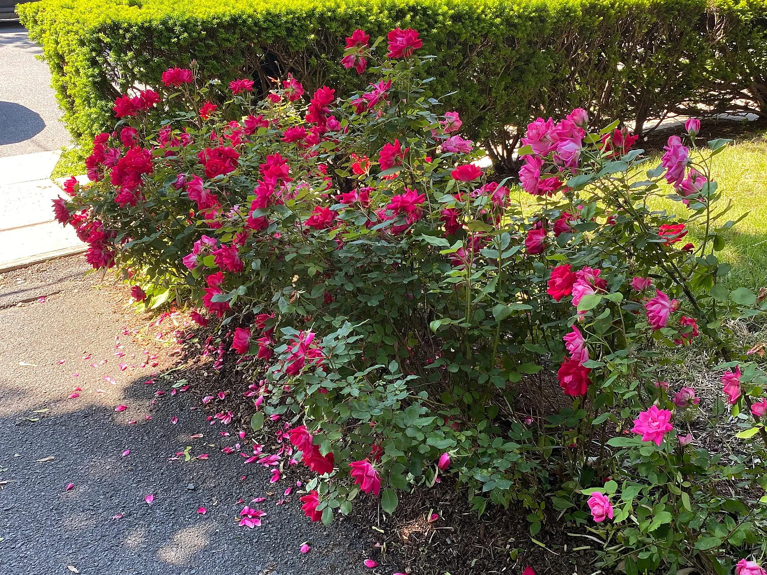 Marathon Pl, Port Chester — Photo 3