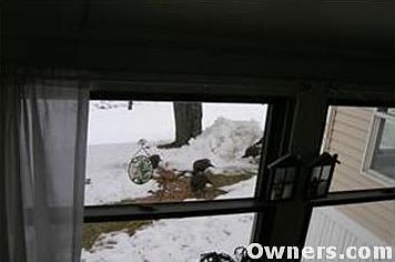 Turkeys in back yard