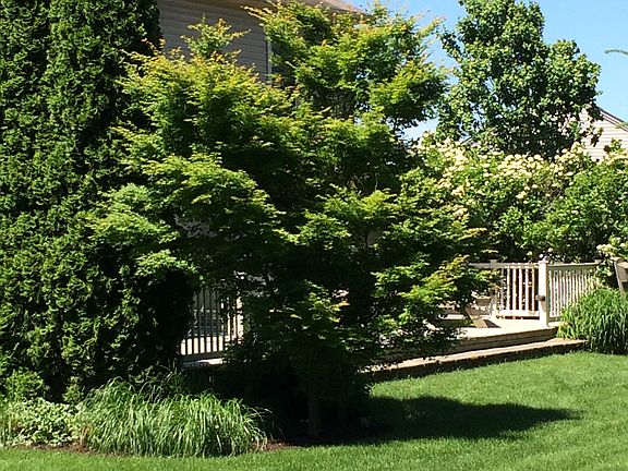 Rear Yard Privacy Landscape