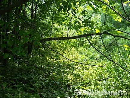 Deer and Bird Paradise
						:
						The wooded setting makes natures friends feel welcome.